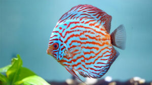 CÁ DĨA TIGER XANH - BLUE TIGER DISCUS