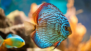 CÁ DĨA BÔNG XANH - BLUE TURQUOIS DISCUS