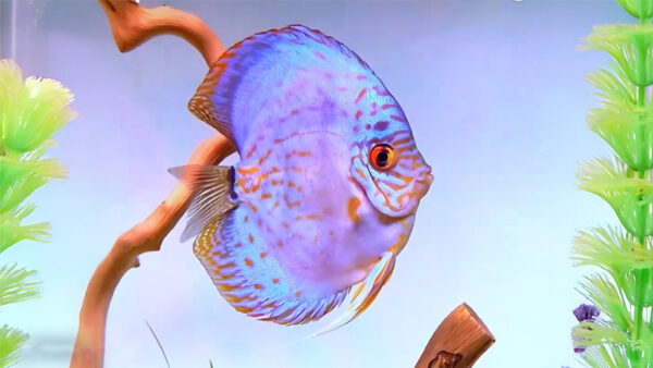 Blue Cobalt Discus-2