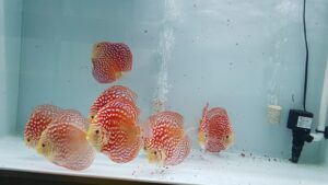 Cá dĩa bồ câu mắt đỏ (Pigeon Albino Discus)