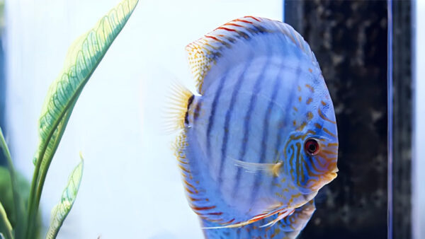 Cobalt High Body discus-2 CÁ DĨA XANH COBALT HIGH BODY