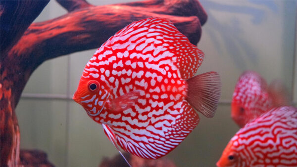PIGEON RED PANDA DISCUS