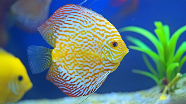 PIGEON YELLOW PANDA DISCUS-3
