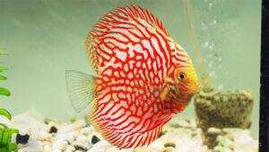 CÁ DĨA BỒ CÂU ĐỎ - PIGEON BLOOD DISCUS