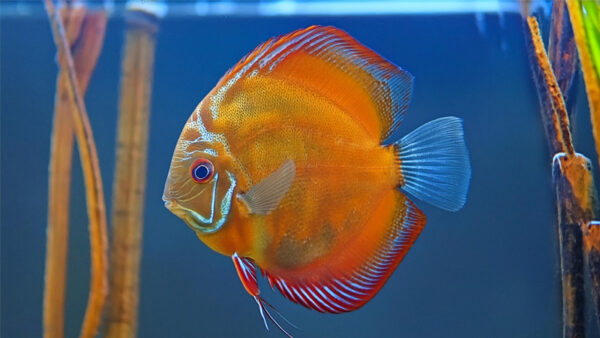 RED BROWN HIGH BODY DISCUS-2 CÁ DĨA NÂU ĐỎ HIGH BODY - RED BROWN HIGH BODY DISCUS