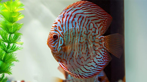 CÁ DĨA TIGER ĐỎ HIGH BODY - RED TIGER HIGH BODY DISCUS