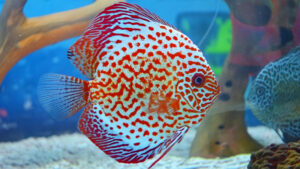 CÁ DĨA BEO NHẪN - RING LEOPARD