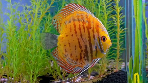 ROSE GOLD DISCUS