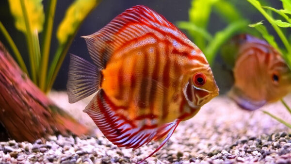 ROSE RED DISCUS