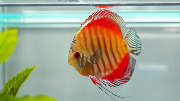 CÁ DĨA HOA HỒNG HIGH BODY - ROSE RED HIGH BODY DISCUS
