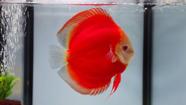 Red Albino Discus-4 CÁ DĨA ĐỎ MẮT ĐỎ - RED ALBINO DISCUS
