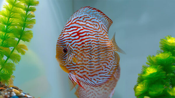 Red Turquois discus-2 Cá Dĩa Xanh Chỉ Đỏ (Red Turquoise Discus)