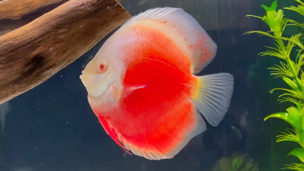 SNOW RED ALBINO DISCUS-4