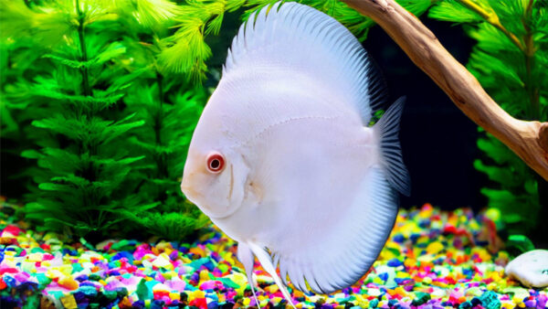 SNOW WHITE ALBINO DISCUS-2 CÁ DĨA TRẮNG MẮT ĐỎ - SNOW WHITE ALBINO DISCUS