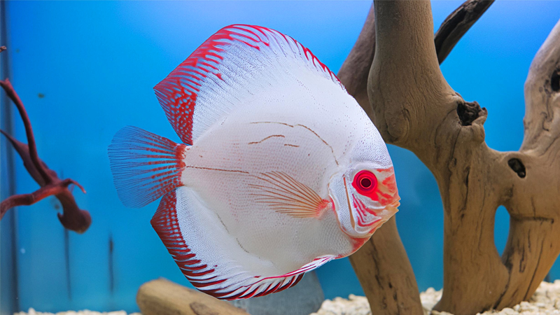 Mua Cá Dĩa Trắng Mắt Đỏ Chính Hãng ở đâu uy tín