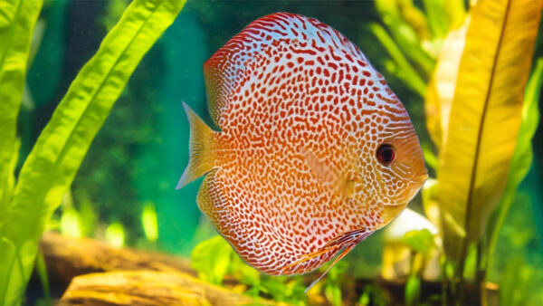 CÁ DĨA BEO BI - SPOTTED LEOPARD DISCUS