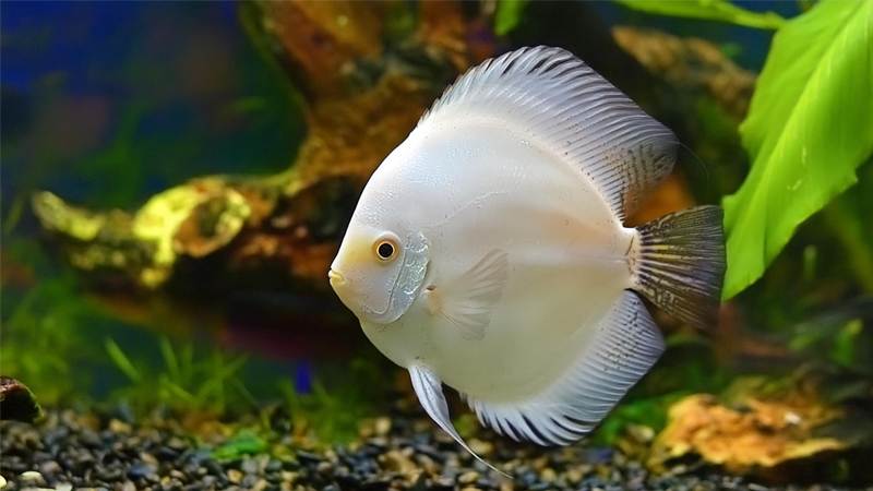 WHITE-DIAMONDS-DISCUS