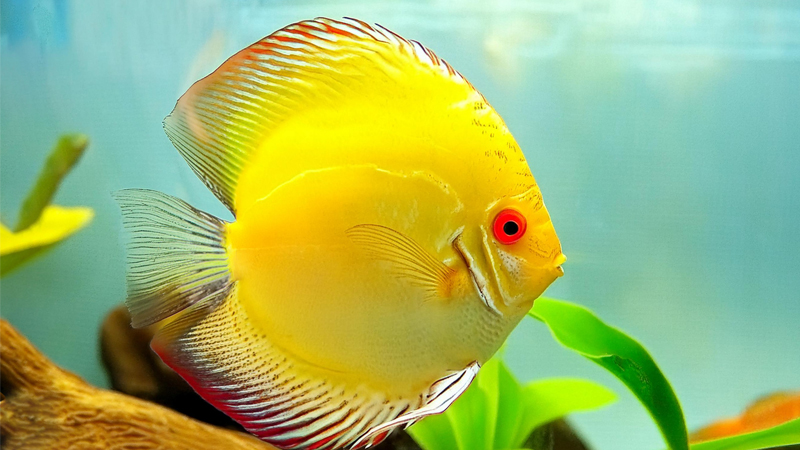 YELLOW-ALBINO-DISCUS