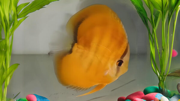 Yellow Brown Discus-2