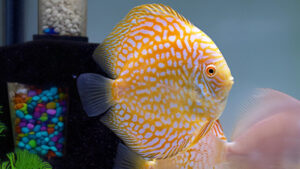 CÁ DĨA BỒ CÂU VÀNG PANDA - PIGEON YELLOW PANDA DISCUS