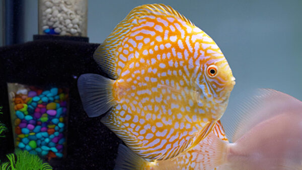 CÁ DĨA BỒ CÂU VÀNG PANDA - PIGEON YELLOW PANDA DISCUS