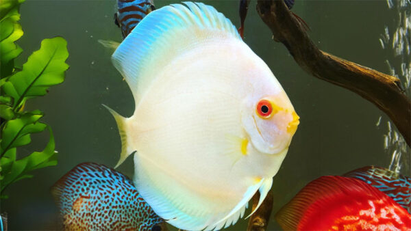 blue diamond albino discus-2 CÁ DĨA LAM MẮT ĐỎ - BLUE DIAMOND ALBINO DISCUS