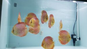 Cá dĩa Beo bi - Spotted Leopard Discus