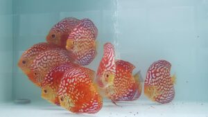 Cá dĩa bồ câu Panda - Pigeon Red Panda Discus