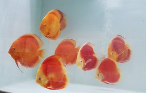 Cá dĩa đỏ mắt đỏ (Red Albino Discus)