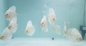 CÁ DĨA LAM MẮT ĐỎ - BLUE DIAMOND ALBINO DISCUS