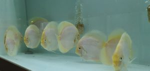 Cá dĩa trắng mắt đỏ (Snow White Albino Discus)