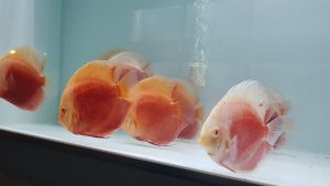 Cá dĩa tuyết đỏ mắt đỏ (Snow Red Albino Discus)