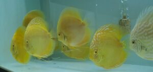 Vàng mắt đỏ cao cờ (Yellow HighBody Albino Discus)