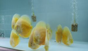 Cá dĩa tuyết vàng mắt đỏ (Yellow White Albino Discus)