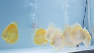 CÁ DĨA VÀNG MẮT ĐỎ - YELLOW ALBINO DISCUS