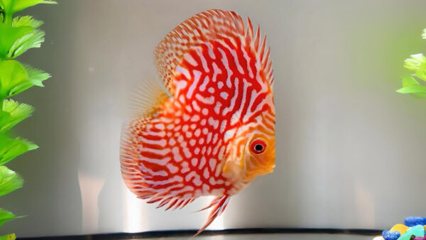 pigeon albino discus HIGH BODY-2