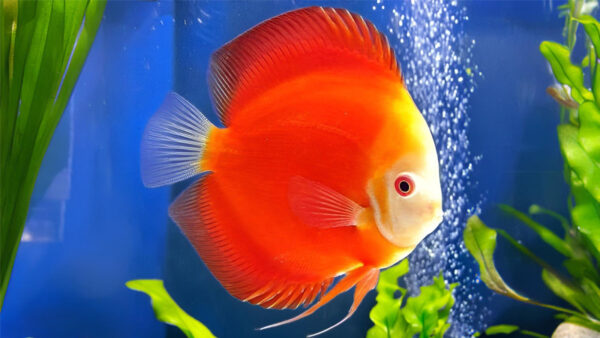 red melon Highbody discus-6