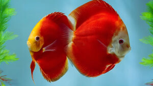 CÁ DĨA ĐỎ DƯA HẤU HIGHBODY - RED MELON HIGHBODY DISCUS