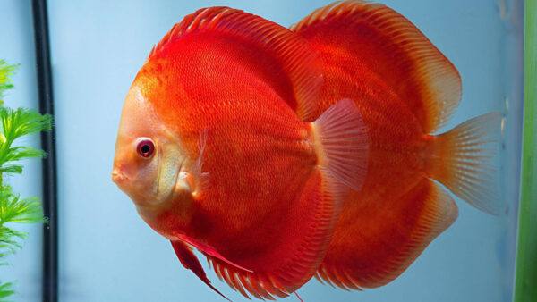 red melon discus-3 CÁ DĨA ĐỎ DƯA HẤU - RED MELON DISCUS