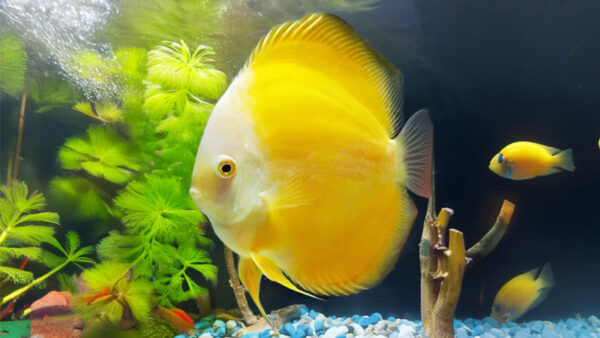 yellow melon discus - 3