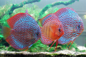 8 Tiêu chí chọn cá dĩa đẹp: Bí quyết chọn lựa cho bể cá cảnh hoàn hảo