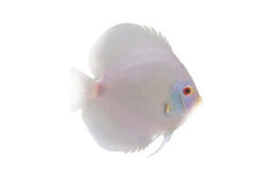 Cá dĩa Albino Green - Albino Green Discus