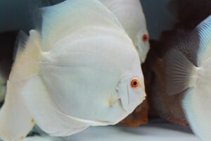Cá dĩa Albino Platinum - Albino Platinum Discus