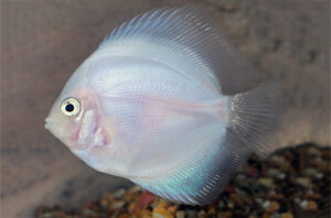 Cá dĩa Bạch ngọc - Snow White Discus