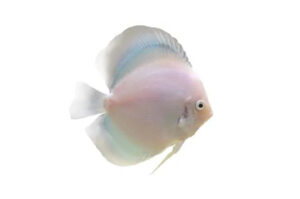 Cá dĩa Bạch ngọc - White Diamond Discus
