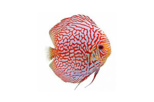 Cá dĩa Bàn cờ Bồ câu đỏ - Checkerboard Pigeon Blood Discus