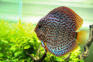 Cá dĩa Beo Mosaik - Mosaik Leopard Discus