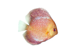 Cá dĩa Beo da rắn Albino - Albino Leopard Snakeskin Discus