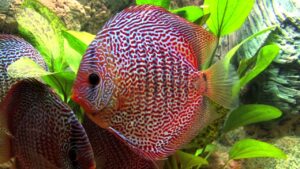 Cá dĩa Beo da rắn - Leopard Snakeskin Discus
