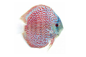 Cá dĩa Beo nhẫn - Ring Leopard Discus